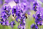 Lavender flowers and a bee