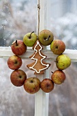 An apple wreath and a Christmas biscuit hanging in the window