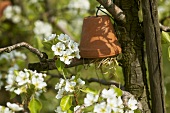 Flowerpot (earwig shelter) on a blossoming cherry tree
