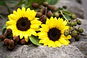 Sunflowers and blackberry sprigs