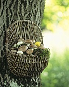 Korb mit Champignons gefüllt an einem Baum