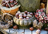 Arrangement of chestnuts and rose hips