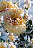 Silk flowers with hoar frost