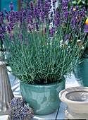 Flowering lavender in pot