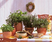 Herbs for bouquet garni