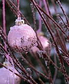 Pink Christmas tree bauble on dogwood branches (Cornus alba)