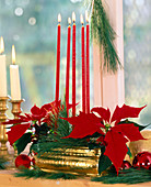 Adventsgesteck mit Weihnachtsstern und Seidenkiefer