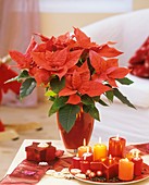 Poinsettia with glitter, candles and star-shaped box