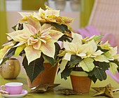 Poinsettias on table with espresso cup