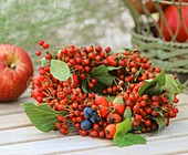 Autumnal wreath of various types of rose hips (Rosa)