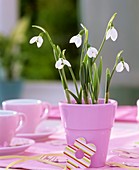 Snowdrops in pink pot