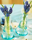 Grape hyacinths in small glass vases