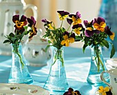 Horned violets as table decoration