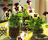 Pansies as table decoration
