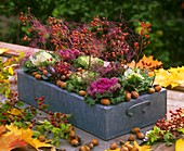 Metal box with ornamental cabbage, rose hips, hazelnuts & sisal
