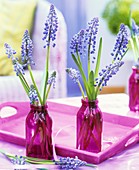 Grape hyacinths in glass bottles