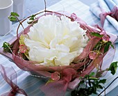 Weiße Pfingstrosenblüte in rosa Schale
