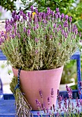 Flowering lavender in a pot