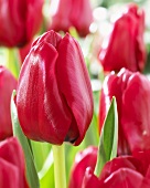 Red tulips ('Unique de France')