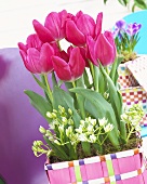 'Sweet Rosy' tulips in coloured basket