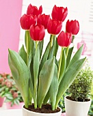 'Cherry Delight' tulips in flowerpot