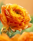 Orange ranunculus (close-up)