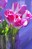 'Page Polka' tulips in glass vase