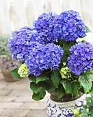 Hydrangea 'You & Me Together' in flowerpot