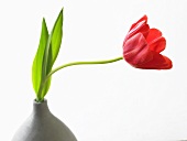 Red tulip in specimen vase