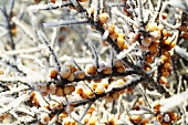 Sea buckthorn branches (Hippophae rhamnoides) with frost
