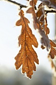 Oak leaves with frost