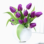 Tulips ('Blue Beauty') in vase