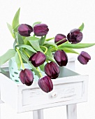 Tulips ('Queen of Night') in drawer