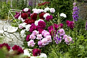 Peonies of various colours in garden