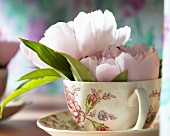 Peonies in cup and saucer