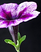 Purple petunia