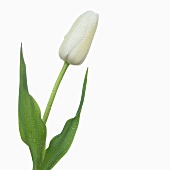 White tulip ('Maureen') with drops of water
