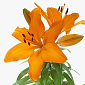 Orange lily ('Tiny Diary')