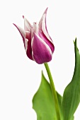 Tulip 'Ballade'