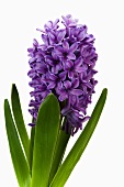 Hyacinth 'Purple Voice'