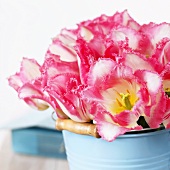 Tulpen 'Lingerie' im hellblauen Eimer