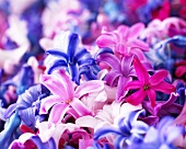Hyacinth flowers in various colours