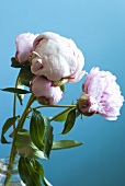 Pink peonies against blue background