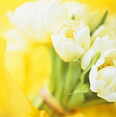 Bunch of white tulips