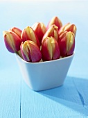 Tulips in white pot