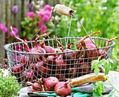 Red onions in a metal basket, gloves and trowel