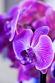 Purple orchids (close-up)