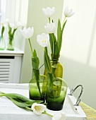 White tulips in green vases