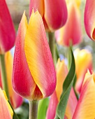 Tulips, variety: Blushing Beauty