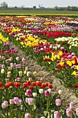 Breeder tulips in the field